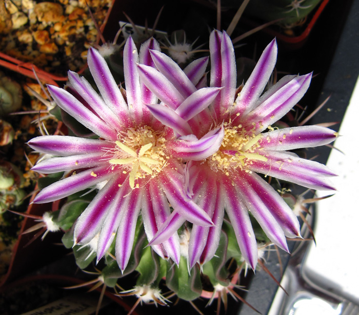 Stenocactus gladiatus